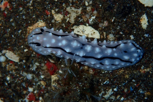 Rudman's Phyllidiella — seen at this dive site