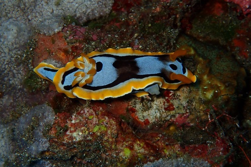 Michael's Chromodoris — seen at this dive site