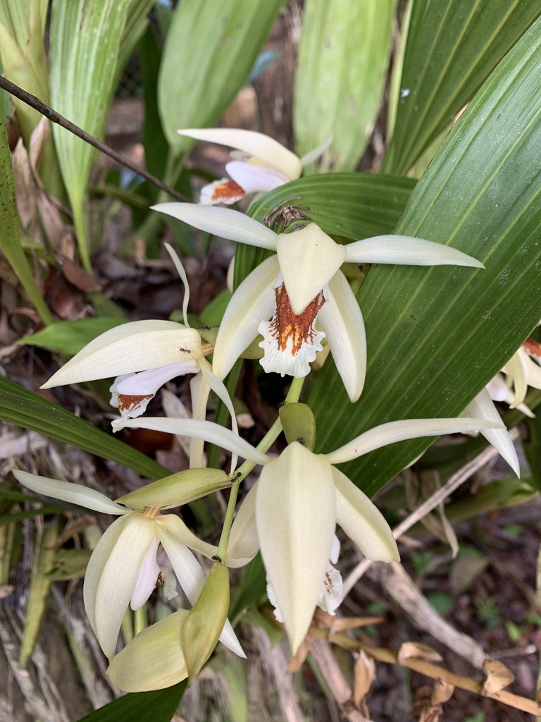Coelogyne asperata Lindl. 2