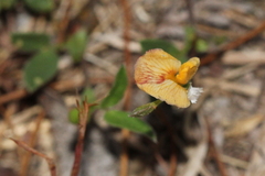 Zornia dyctiocarpa