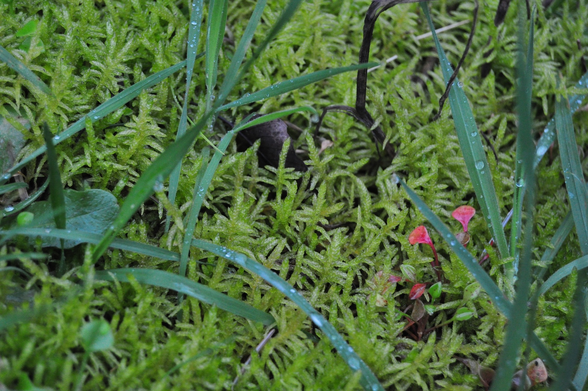 Pseudoscleropodium