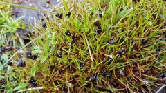 Juncus novae-zelandiae