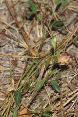 Zornia dyctiocarpa
