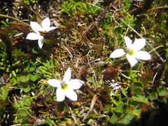 Lobelia glaberrima