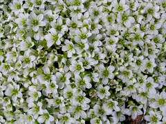 Pseudocherleria macrocarpa