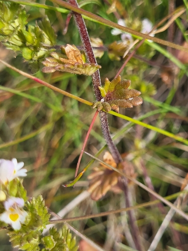 Image of Euphrasia frigida by (c) Jacek Pietruszewski, some rights reserved (CC BY)