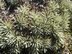 Celmisia sessiliflora