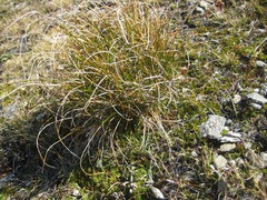 Schoenus pauciflorus