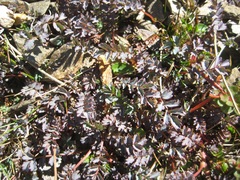 Acaena saccaticupula