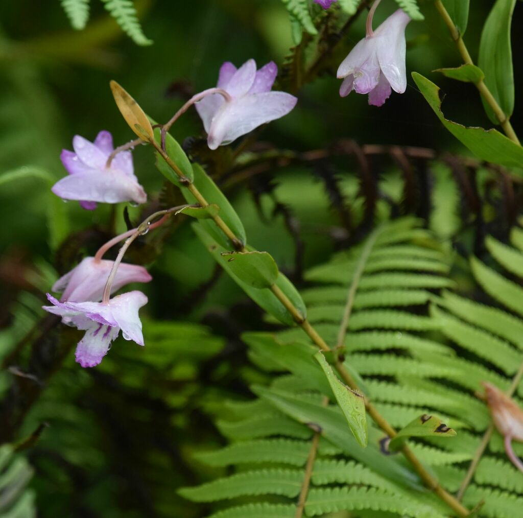 Dendrobium lancifolium A.Rich. 3