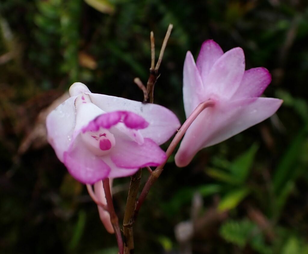 Dendrobium lancifolium A.Rich. 4