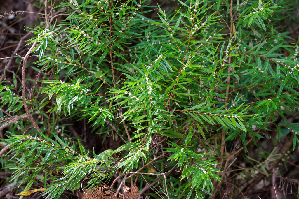 Logania albiflora from Springbrook QLD 4213, Australia on August 24