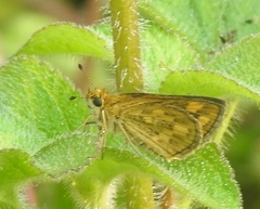 Taractrocera ceramas