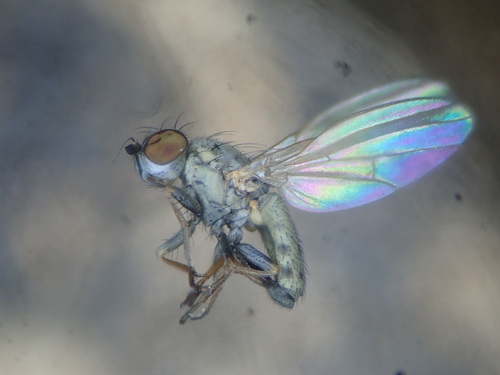 Chamaemyia juncorum