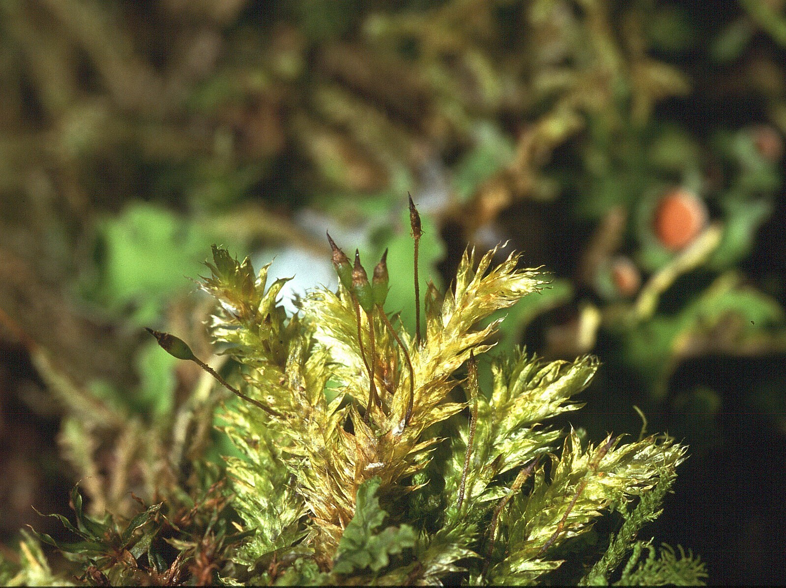 Lepidopilum