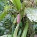 Anthurium consobrinum - Photo (c) awip, μερικά δικαιώματα διατηρούνται (CC BY-NC)