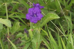 Ruellia lactea