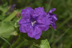 Ruellia lactea
