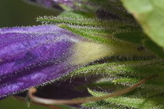 Ruellia lactea