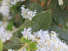 Ceanothus arboreus