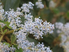 Ceanothus arboreus