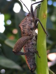 Physomerus grossipes