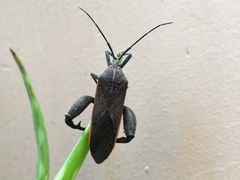 Physomerus grossipes