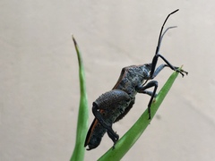 Physomerus grossipes