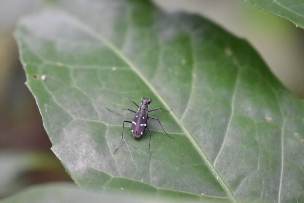 Conidera