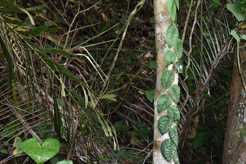 Image of Jade Satin by (c) Wilhelm Joshua Tan, some rights reserved (CC BY)