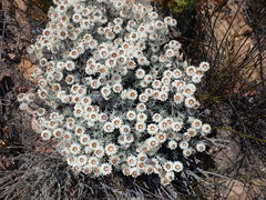 Achyranthemum paniculatum