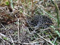 Lithobates areolatus