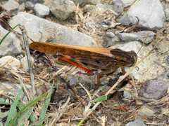 Locusta migratoria cinerascens