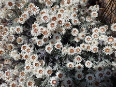 Achyranthemum paniculatum
