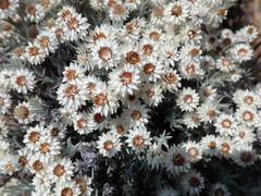 Achyranthemum paniculatum