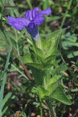 Ruellia spissa
