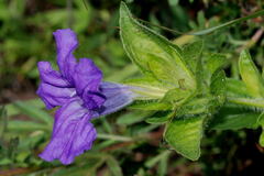 Ruellia spissa