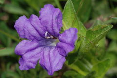 Ruellia spissa