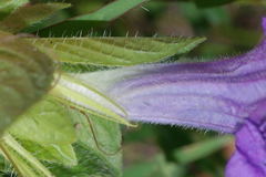 Ruellia spissa