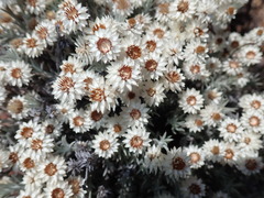 Achyranthemum paniculatum