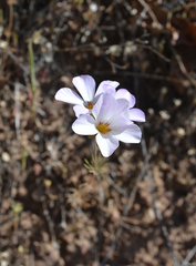 Leptosiphon grandiflorus
