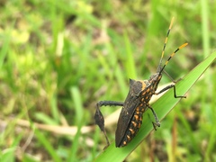 Leptoglossus gonagra