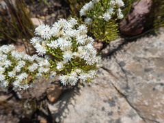 Dolichothrix ericoides