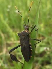 Leptoglossus gonagra