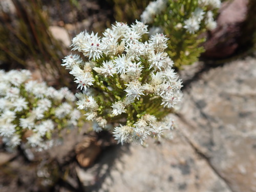 Image of Dolichothrix ericoides by no rights reserved