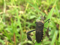 Leptoglossus gonagra