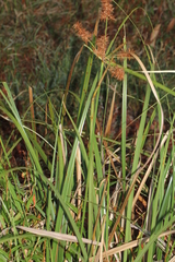 Cyperus lucidus