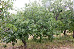 Pistacia vera