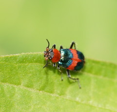 Dicranolaius bellulus