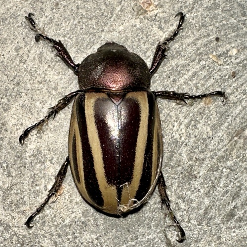 Chalcocrates